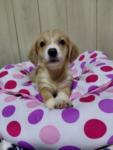 �~�b�N�X�̎q���iID:1230911340�j��6���ڂ̎ʐ^/�X�V��:2026-04-26