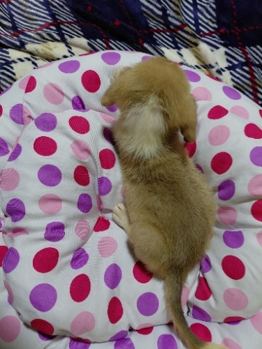 �~�b�N�X�̎q���iID:1230911340�j��7���ڂ̎ʐ^/�X�V��:2026-04-26