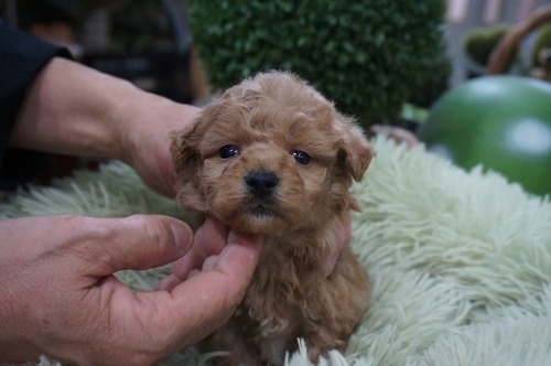 ~bNX̎qiID:1231011813j1ڂ̎ʐ^/XV:2025-11-07