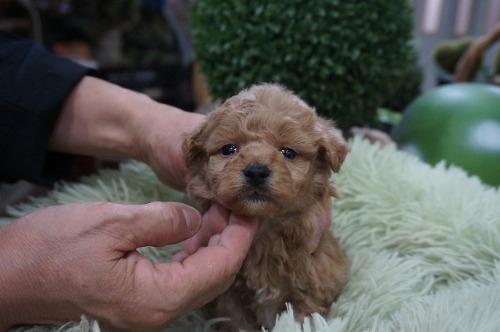 ~bNX̎qiID:1231011813j2ڂ̎ʐ^/XV:2025-11-07