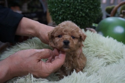 ~bNX̎qiID:1231011813j3ڂ̎ʐ^/XV:2025-11-07