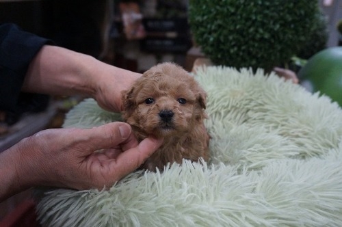 ~bNX̎qiID:1231011813j5ڂ̎ʐ^/XV:2025-11-07