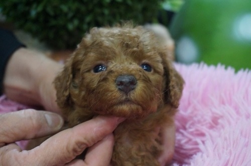 ~bNX̎qiID:1231011814j1ڂ̎ʐ^/XV:2025-11-07