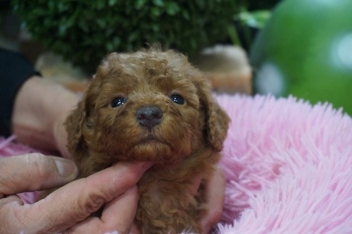 ~bNX̎qiID:1231011814j2ڂ̎ʐ^/XV:2025-11-07