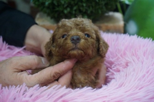 ~bNX̎qiID:1231011814j3ڂ̎ʐ^/XV:2025-11-07