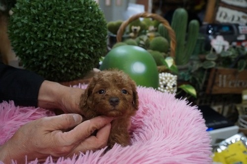 ~bNX̎qiID:1231011814j4ڂ̎ʐ^/XV:2025-11-07