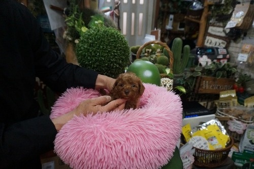 ~bNX̎qiID:1231011814j5ڂ̎ʐ^/XV:2025-11-07