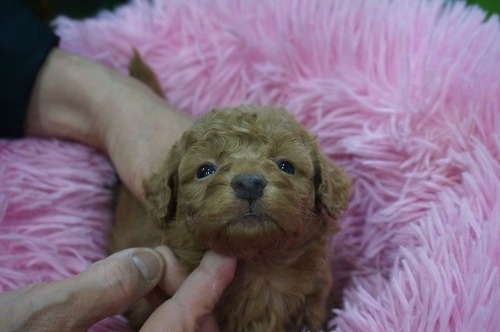 ~bNX̎qiID:1231011815j1ڂ̎ʐ^/XV:2025-11-07