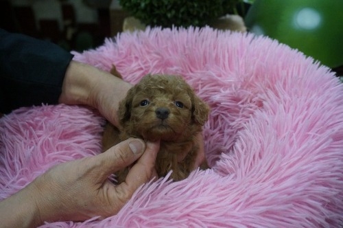 ~bNX̎qiID:1231011815j3ڂ̎ʐ^/XV:2025-11-07