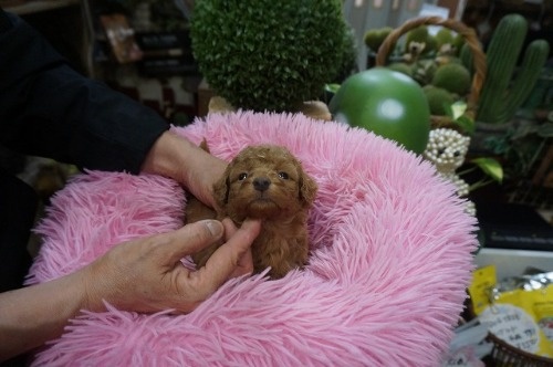 ~bNX̎qiID:1231011815j4ڂ̎ʐ^/XV:2025-11-07