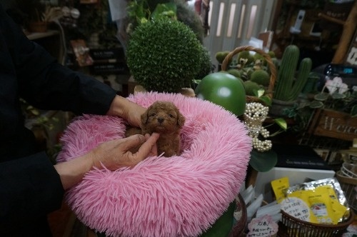 ~bNX̎qiID:1231011815j5ڂ̎ʐ^/XV:2025-11-07