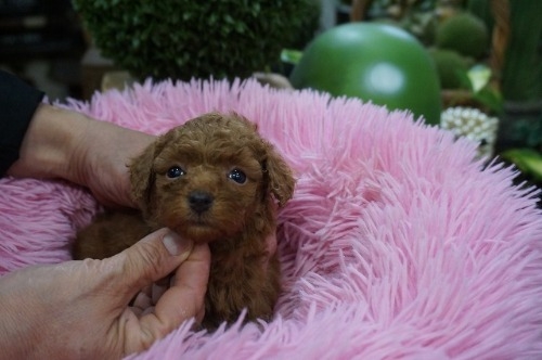 ~bNX̎qiID:1231011816j1ڂ̎ʐ^/XV:2025-11-07