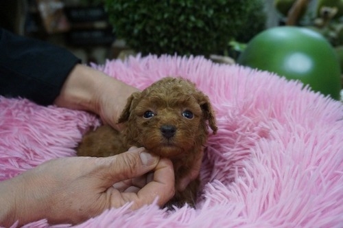 ~bNX̎qiID:1231011816j2ڂ̎ʐ^/XV:2025-11-07