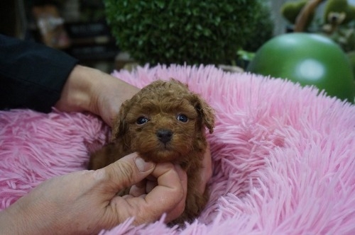 ~bNX̎qiID:1231011816j3ڂ̎ʐ^/XV:2025-11-07