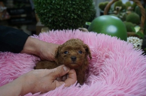 ~bNX̎qiID:1231011816j4ڂ̎ʐ^/XV:2025-11-07