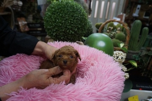 ~bNX̎qiID:1231011816j5ڂ̎ʐ^/XV:2025-11-07