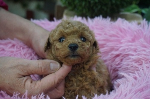 �g�C�v�[�h���̎q���iID:1231011817�j��2���ڂ̎ʐ^/�X�V��:2025-12-24