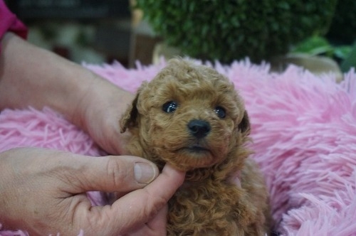 �g�C�v�[�h���̎q���iID:1231011817�j��3���ڂ̎ʐ^/�X�V��:2025-12-24