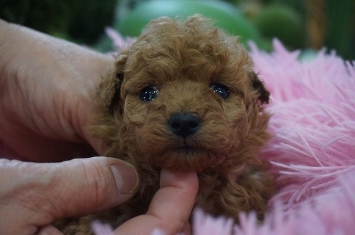 �g�C�v�[�h���̎q���iID:1231011818�j��1���ڂ̎ʐ^/�X�V��:2025-12-24