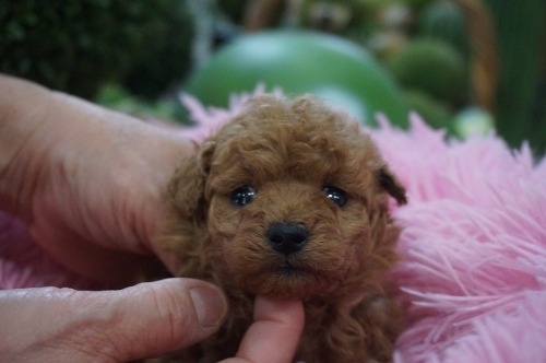 �g�C�v�[�h���̎q���iID:1231011818�j��2���ڂ̎ʐ^/�X�V��:2025-12-24