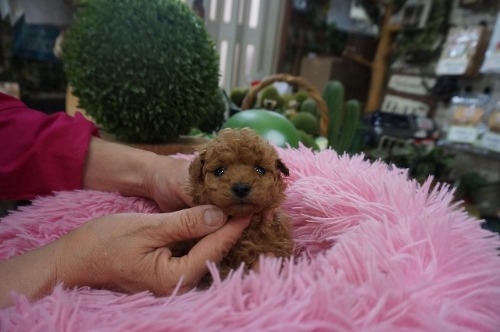 �g�C�v�[�h���̎q���iID:1231011818�j��4���ڂ̎ʐ^/�X�V��:2025-12-24