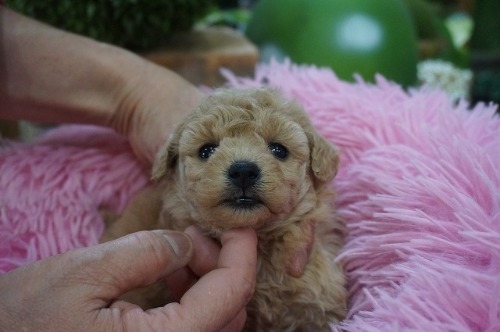 �g�C�v�[�h���̎q���iID:1231011819�j��2���ڂ̎ʐ^/�X�V��:2025-12-24