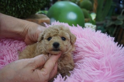 �g�C�v�[�h���̎q���iID:1231011819�j��4���ڂ̎ʐ^/�X�V��:2025-12-24