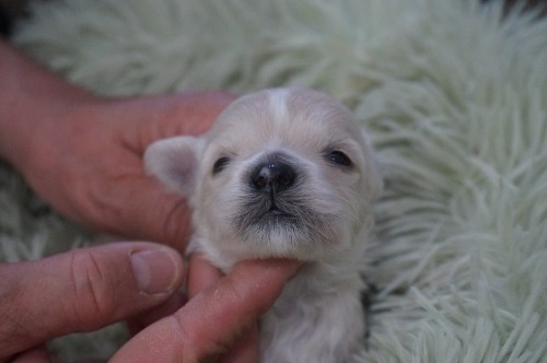 �~�b�N�X�̎q���iID:1231011820�j��1���ڂ̎ʐ^/�X�V��:2026-03-18