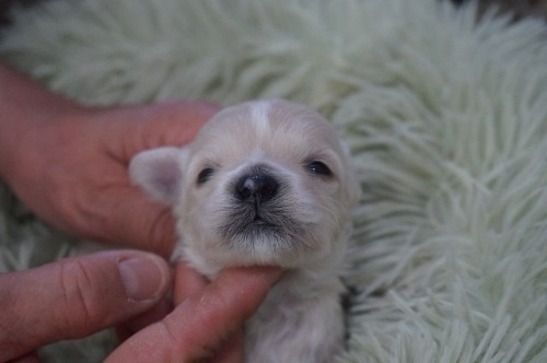 �~�b�N�X�̎q���iID:1231011820�j��2���ڂ̎ʐ^/�X�V��:2026-03-18