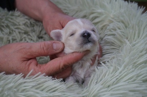 �~�b�N�X�̎q���iID:1231011820�j��3���ڂ̎ʐ^/�X�V��:2026-03-18