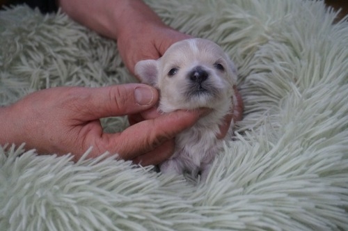 �~�b�N�X�̎q���iID:1231011820�j��4���ڂ̎ʐ^/�X�V��:2026-03-18