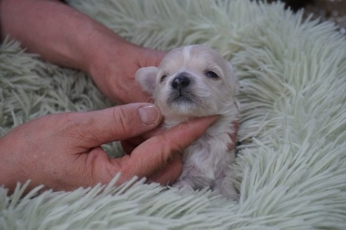 �~�b�N�X�̎q���iID:1231011820�j��5���ڂ̎ʐ^/�X�V��:2026-03-18