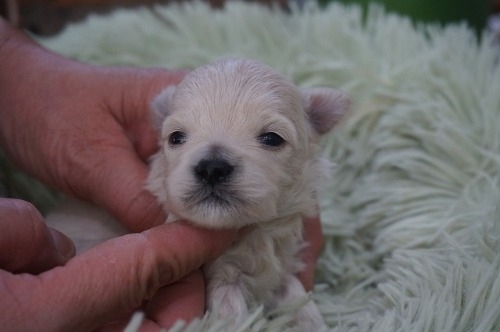 �~�b�N�X�̎q���iID:1231011821�j��1���ڂ̎ʐ^/�X�V��:2026-03-18