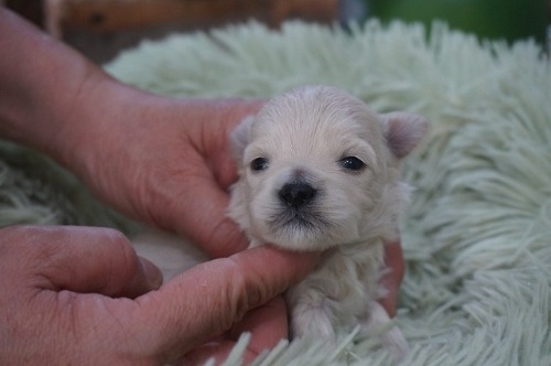 �~�b�N�X�̎q���iID:1231011821�j��2���ڂ̎ʐ^/�X�V��:2026-03-18