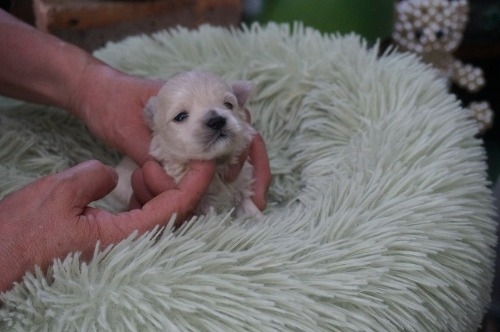 �~�b�N�X�̎q���iID:1231011821�j��3���ڂ̎ʐ^/�X�V��:2026-03-18