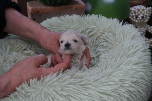 �~�b�N�X�̎q���iID:1231011821�j��5���ڂ̎ʐ^/�X�V��:2026-03-18