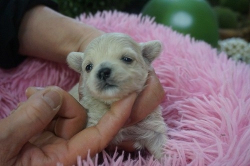 �~�b�N�X�̎q���iID:1231011822�j��1���ڂ̎ʐ^/�X�V��:2026-03-18