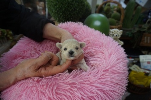 �~�b�N�X�̎q���iID:1231011822�j��2���ڂ̎ʐ^/�X�V��:2026-03-18