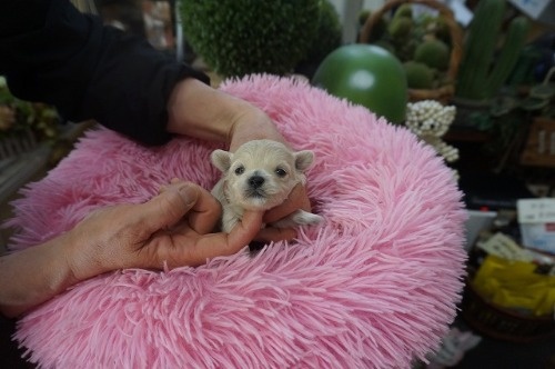 �~�b�N�X�̎q���iID:1231011822�j��3���ڂ̎ʐ^/�X�V��:2026-03-18