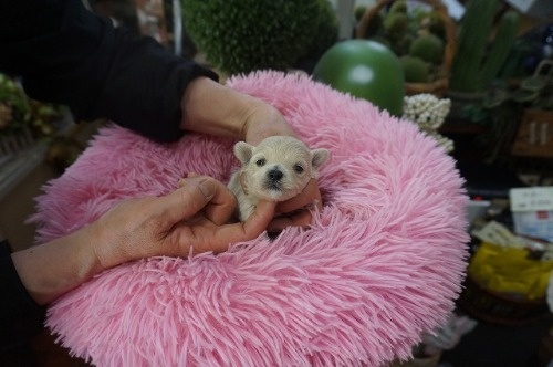 �~�b�N�X�̎q���iID:1231011822�j��4���ڂ̎ʐ^/�X�V��:2026-03-18