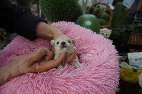 �~�b�N�X�̎q���iID:1231011822�j��5���ڂ̎ʐ^/�X�V��:2026-03-18