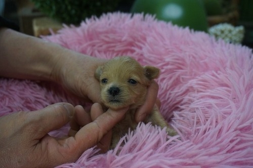 �~�b�N�X�̎q���iID:1231011823�j��1���ڂ̎ʐ^/�X�V��:2026-03-18