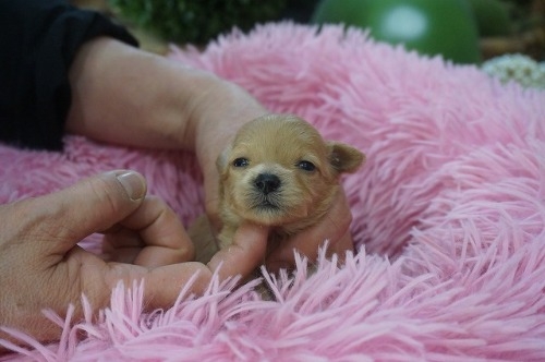 �~�b�N�X�̎q���iID:1231011823�j��2���ڂ̎ʐ^/�X�V��:2026-03-18