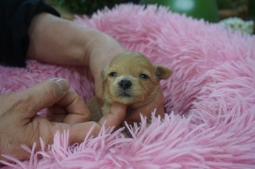 �~�b�N�X�̎q���iID:1231011823�j��3���ڂ̎ʐ^/�X�V��:2026-03-18