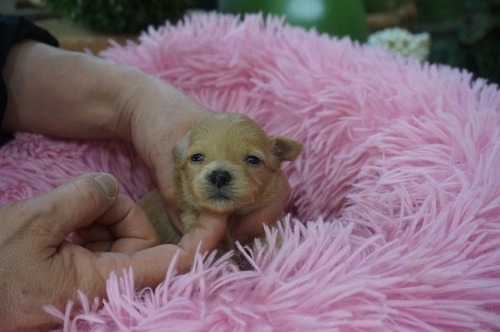 �~�b�N�X�̎q���iID:1231011823�j��4���ڂ̎ʐ^/�X�V��:2026-03-18