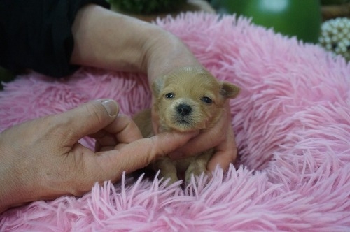 �~�b�N�X�̎q���iID:1231011823�j��5���ڂ̎ʐ^/�X�V��:2026-03-18