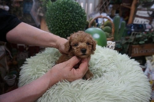 �~�b�N�X�̎q���iID:1231011827�j��4���ڂ̎ʐ^/�X�V��:2026-05-14