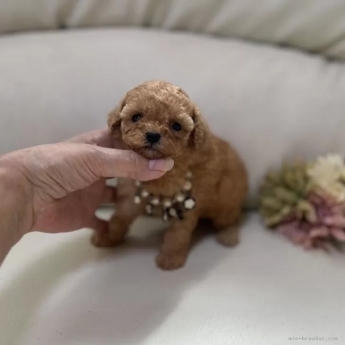�g�C�v�[�h���̎q���iID:1231111038�j��1���ڂ̎ʐ^/�X�V��:2026-05-25