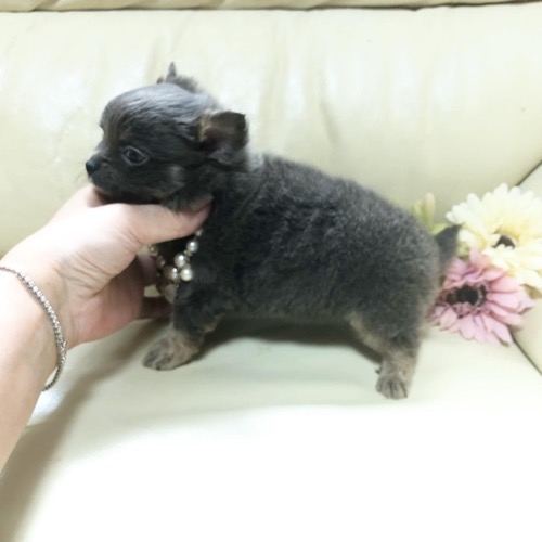 チワワ（ロング）の子犬（ID:1231111041）の4枚目の写真/更新日:2022-05-08