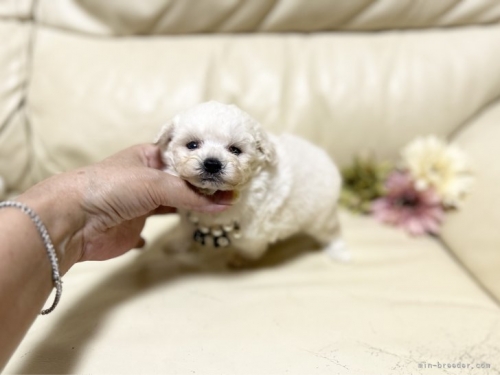 トイプードルの子犬（ID:1231111061）の2枚目の写真/更新日:2023-08-06